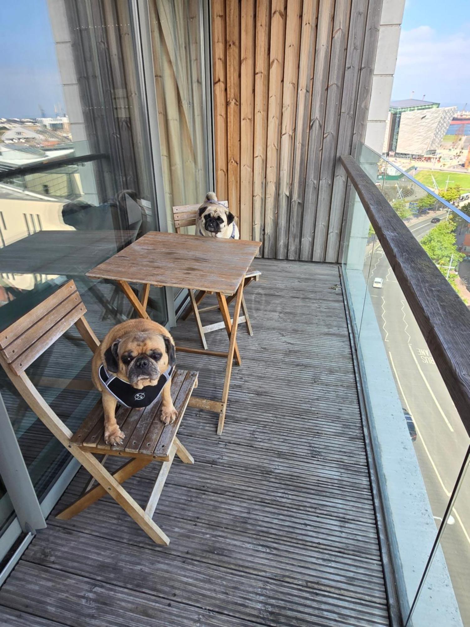 Benji & Milos Apartments Belfast Exteriör bild